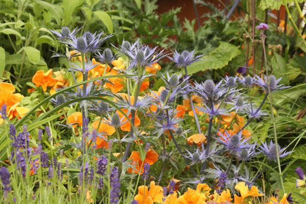 Lush brightly coloured planting with purple sea holly (Eryngium), lavender, sage and bright orange pansies.