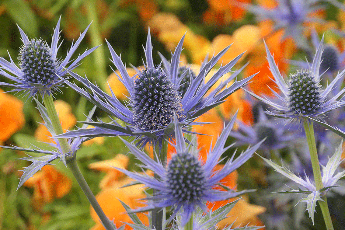 Bright colour combinations - enhance interest in the garden planting