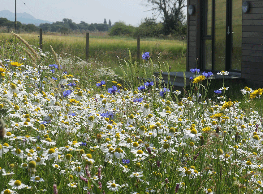 nestled in nature - a wildflower garden
